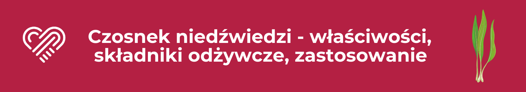 Czosnek niedźwiedzi