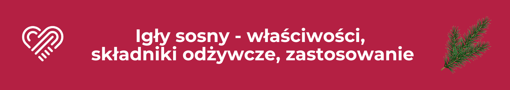 Igły sosny