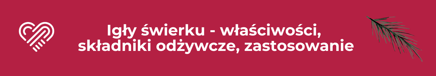 Igły świerku