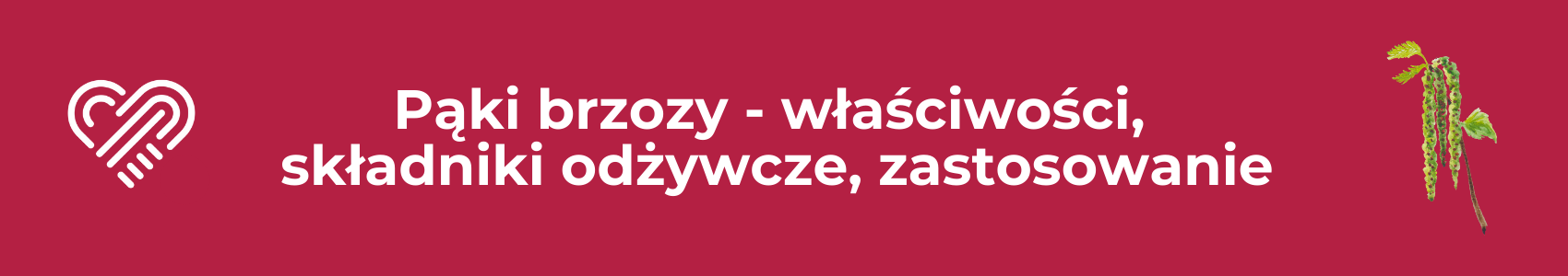 Pąki brzozy