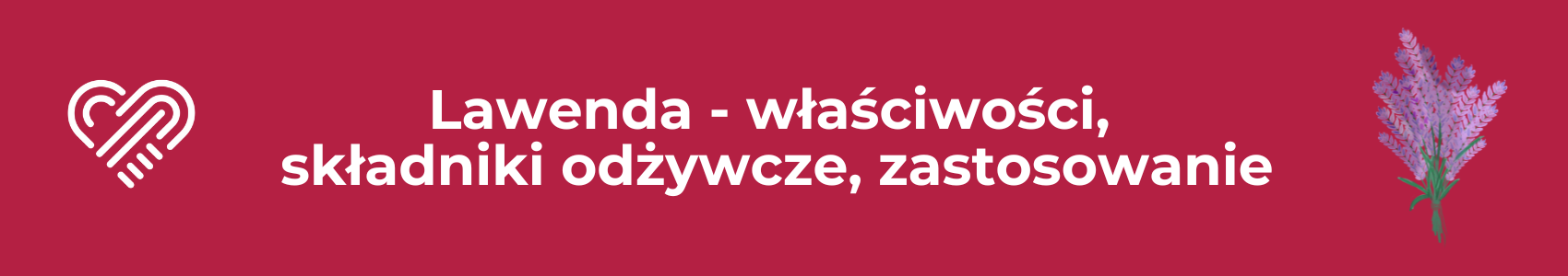 Lawenda – właściwości lecznicze kwiatu lawendy lekarskiej, zastosowanie i przeciwwskazania